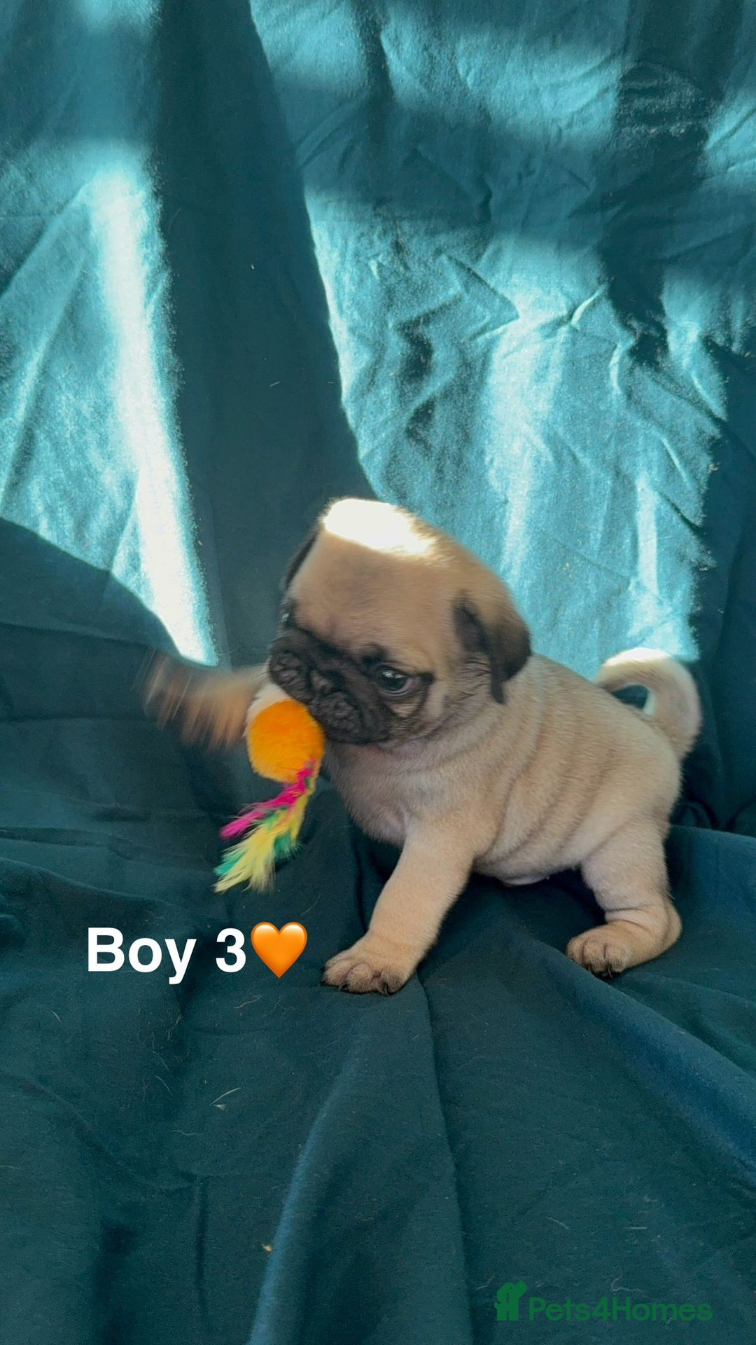 Pug dogs for sale: Stunning Fawn Pug KC Registered Litter - Image 6
