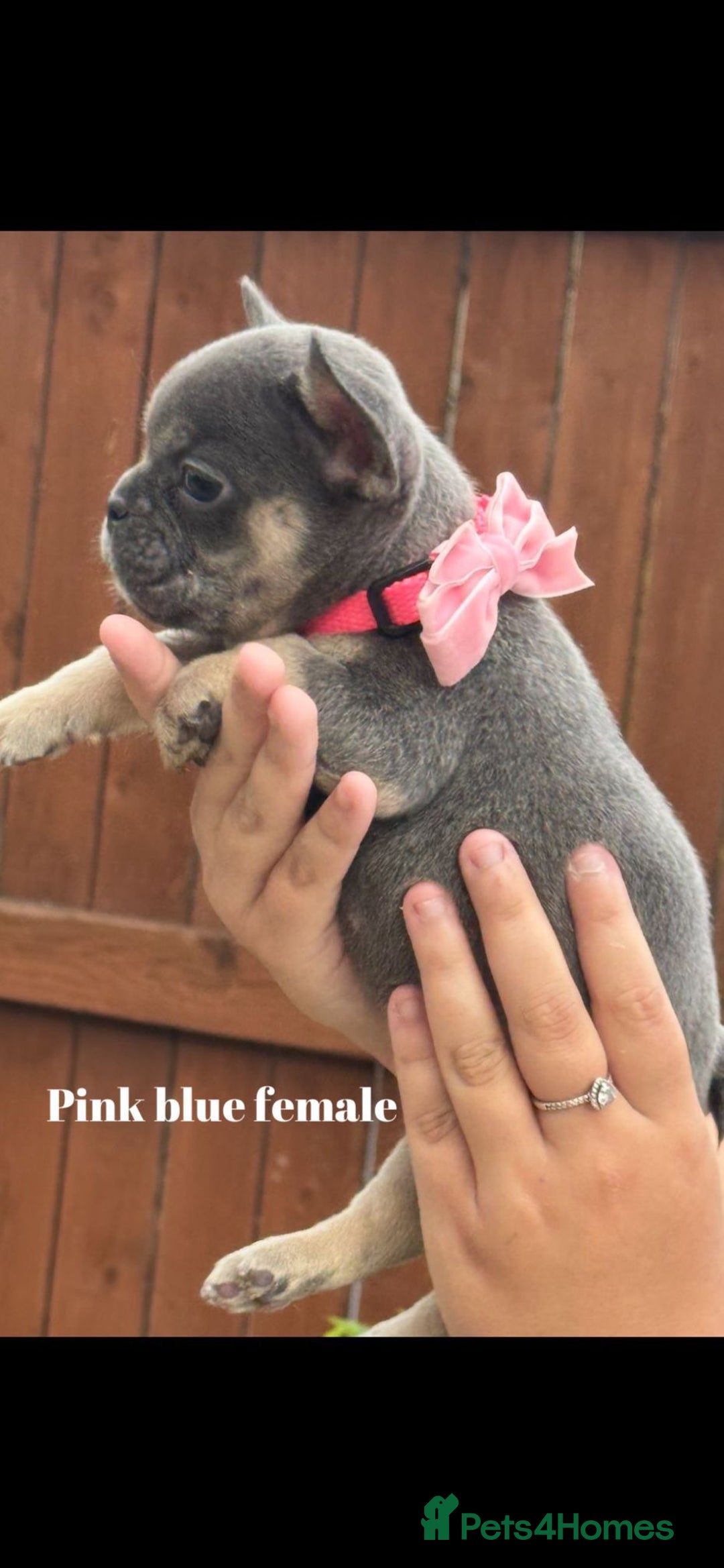 French Bulldog dogs for sale: Beautiful small build fluffy/fluffy carrier french - Image 29