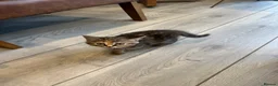 British Shorthair cats for sale: British short hair mix  in Romford - Advert 7