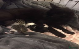 Mixed Breed cats for sale: Half British blue kittens  - Image 2