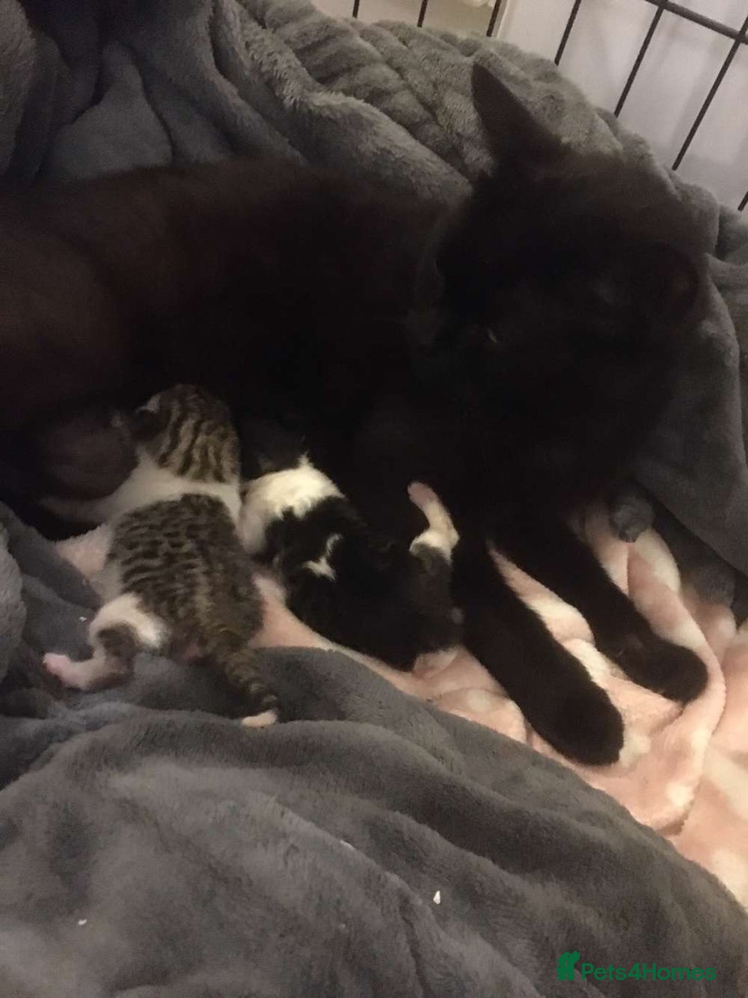 Mixed Breed cats for sale: Half British blue kittens  - Image 2