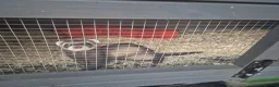 Ferret rodents for sale: Femwle ferrts with babys - Advert 5
