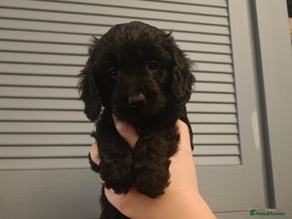 Cockapoo dogs for sale - Advert 1