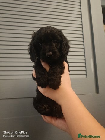 Cockapoo dogs - Advert 14