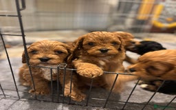 Cavapoo dogs for sale: Cavapoo  - Image 6