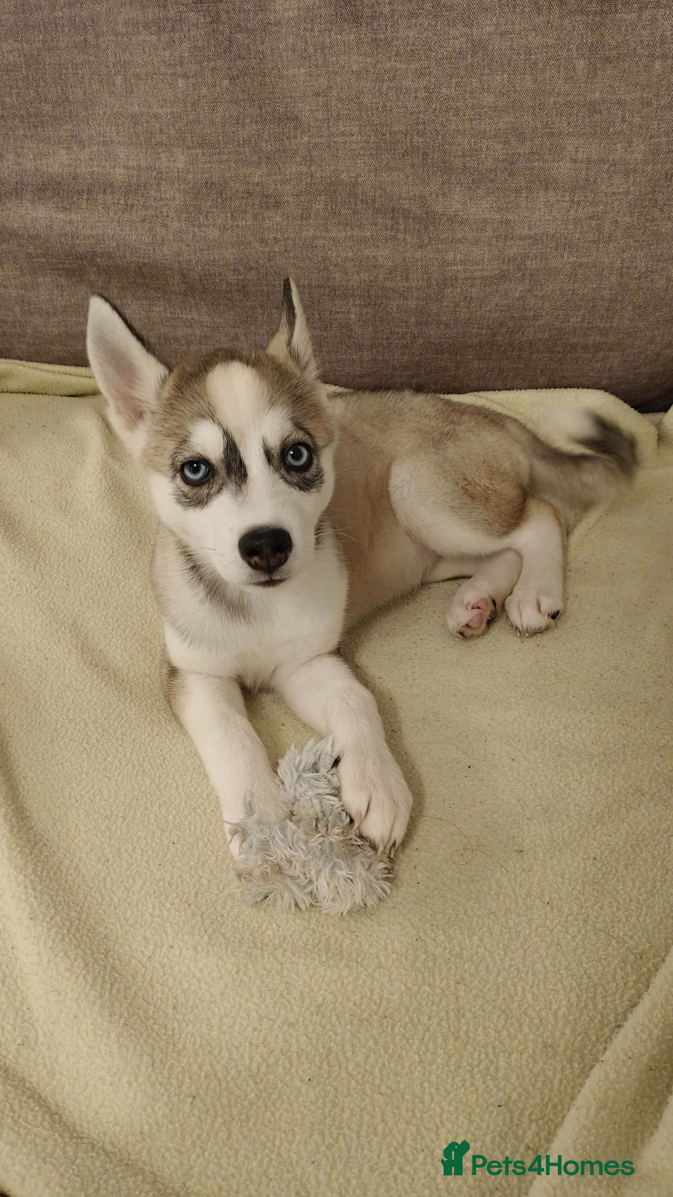 Siberian Husky dogs Husky puppy - Advert 5