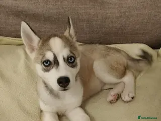 Siberian Husky dogs Husky puppy - Advert 5