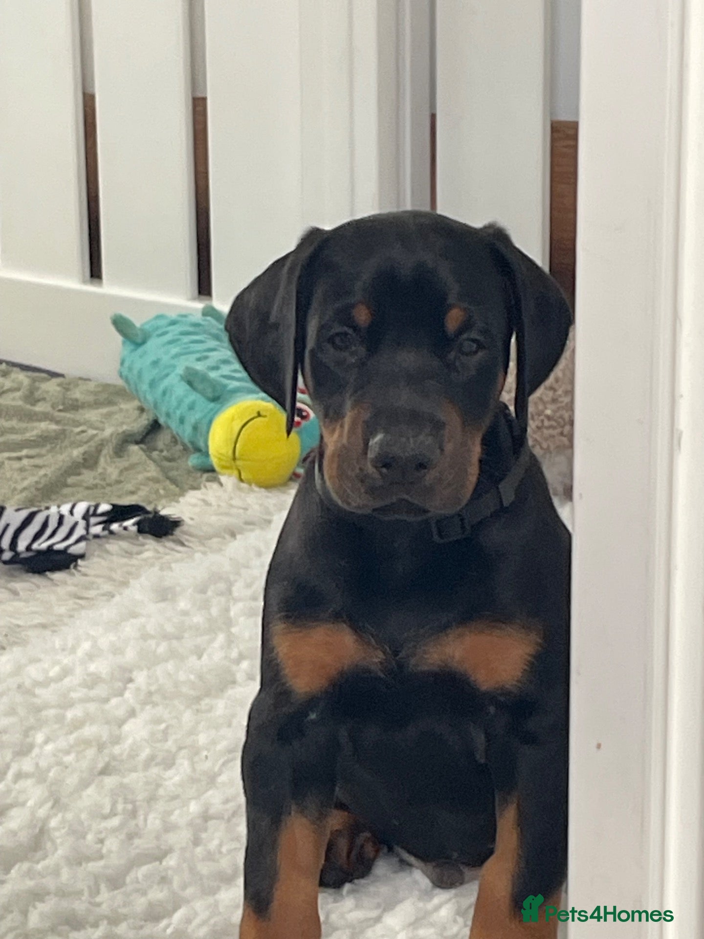 Dobermann dogs for sale: KC Reg Doberman - Health tested parents - Advert 1