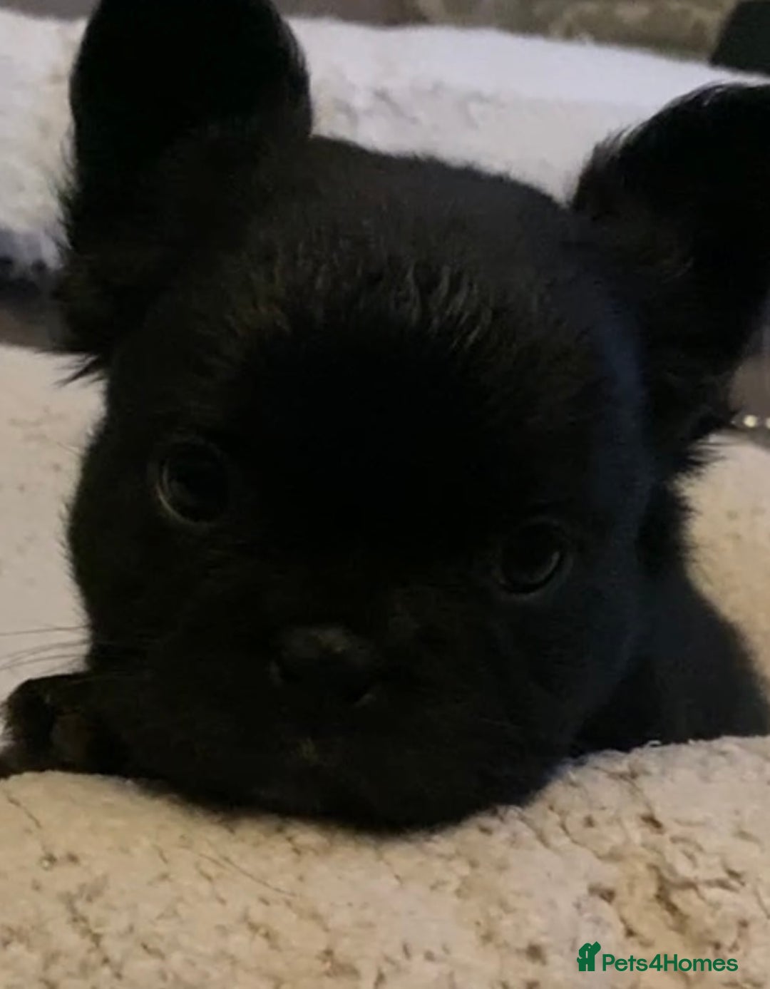 French Bulldog dogs for sale: French bulldogs puppy’s for sale - Advert 6