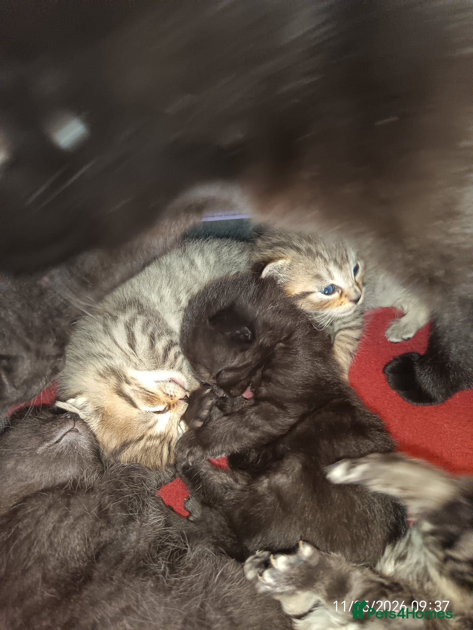 Mixed Breed cats KITTENS LOOKING FOR LOVING HOMES - Advert 2