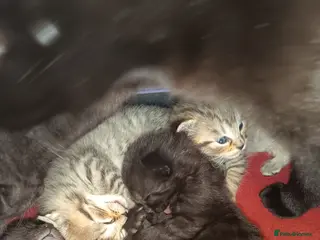 Mixed Breed cats KITTENS LOOKING FOR LOVING HOMES - Advert 2