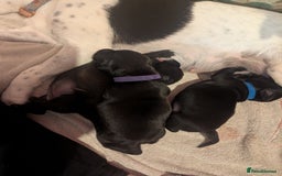 Mixed Breed dogs for sale: Doxie-Dales  - Image 17
