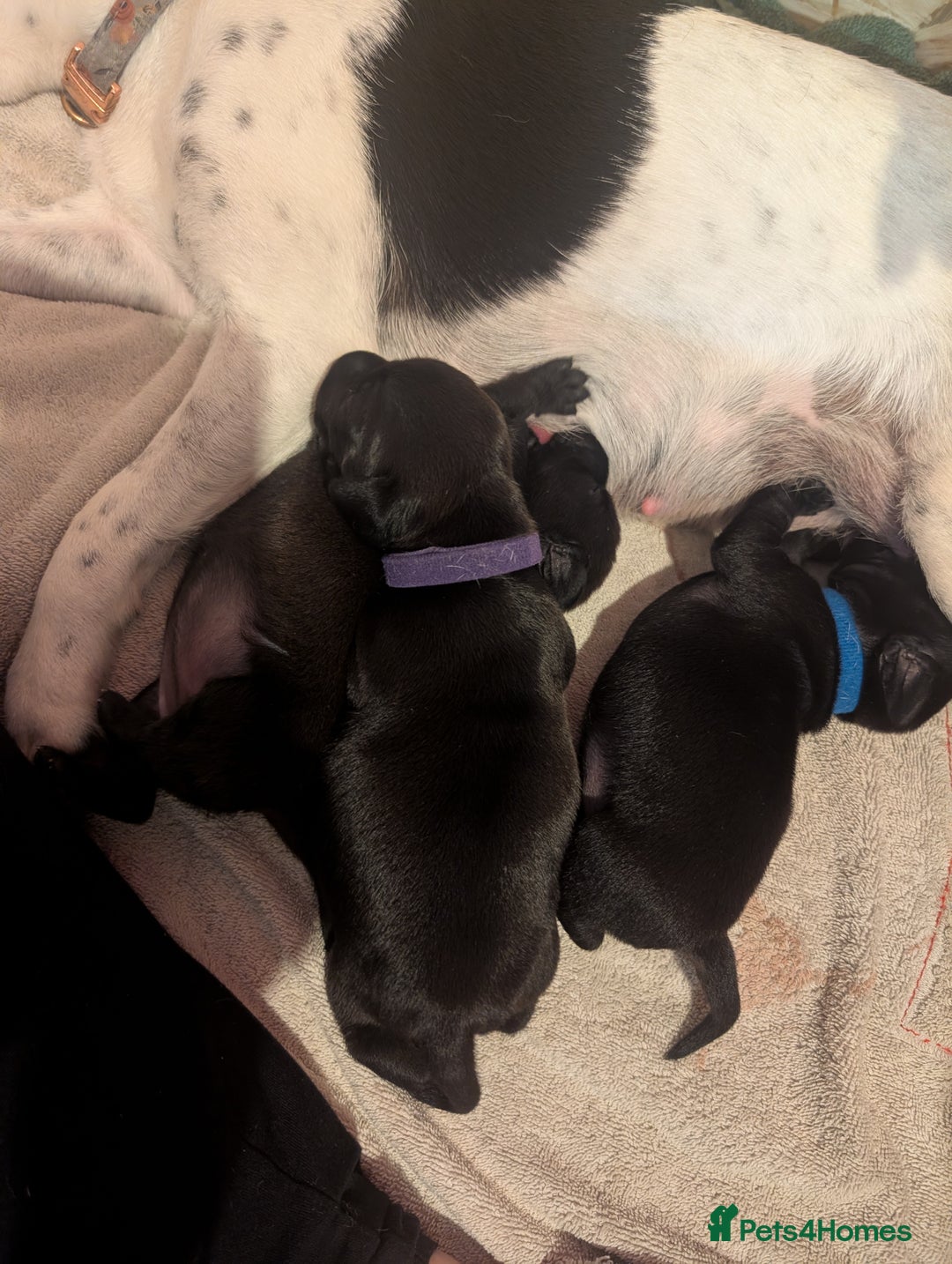 Mixed Breed dogs for sale: Doxie-Dales  - Image 17