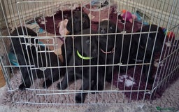 Labrador Retriever dogs for sale: Beautiful black Labrador puppies  - Image 6