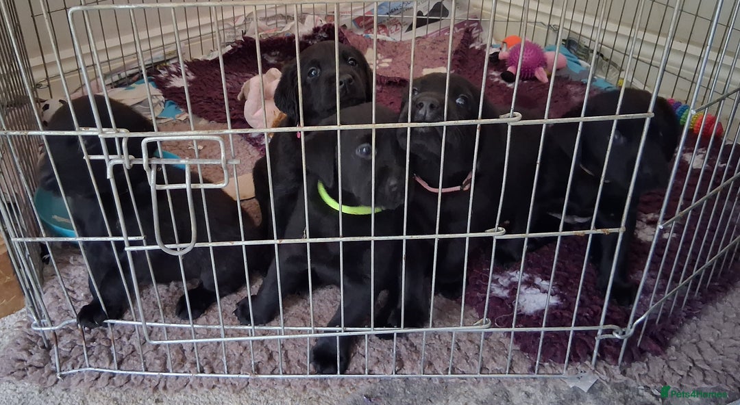 Labrador Retriever dogs for sale: Beautiful black Labrador puppies  - Image 6