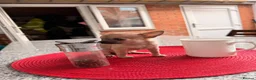 Chihuahua dogs for sale: Male  - Advert 2