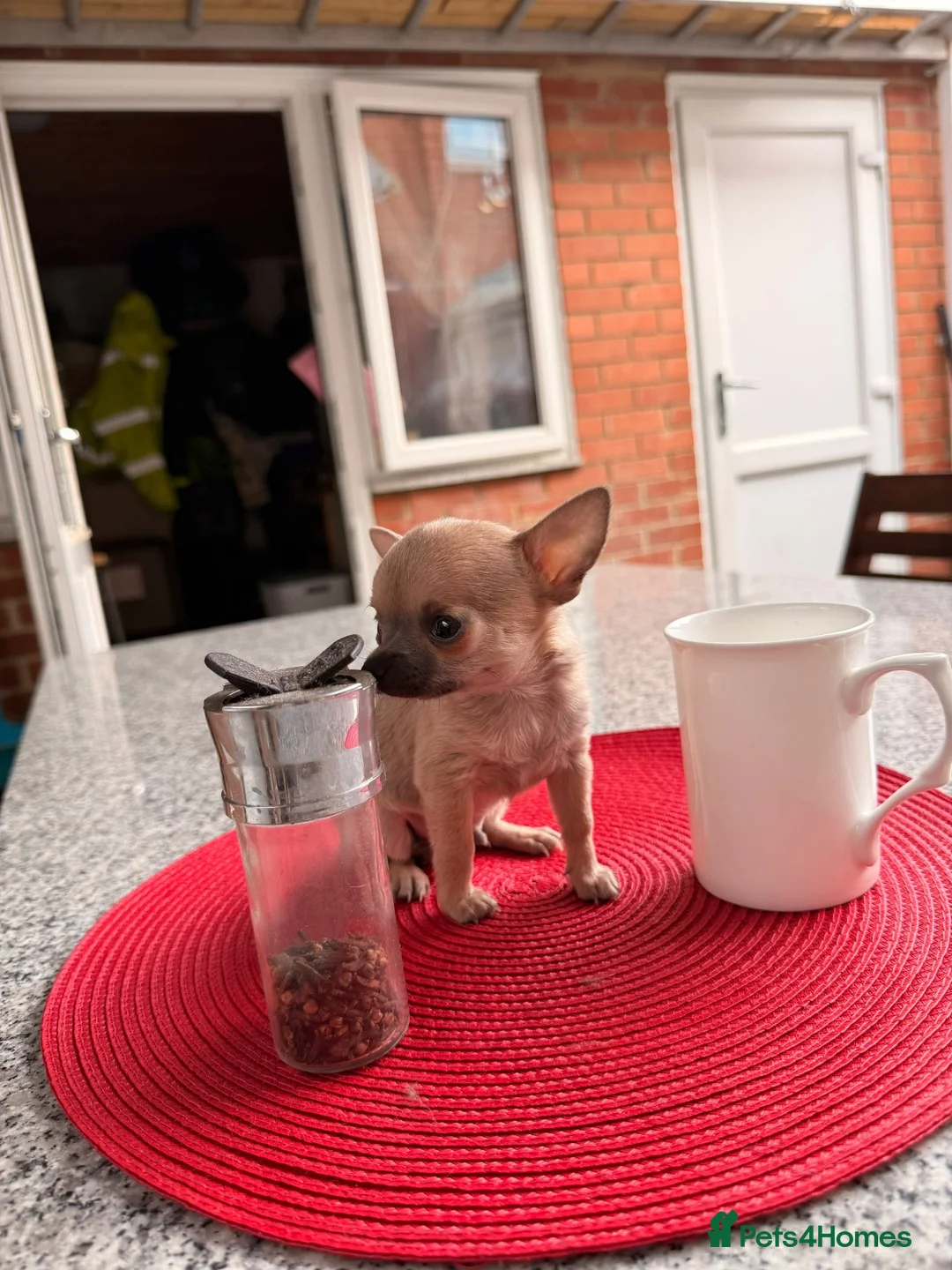 Chihuahua dogs for sale: Male  - Advert 2