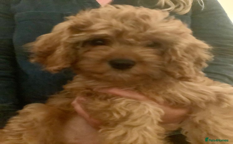 Cavapoo dogs - Advert 15