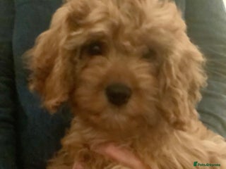 Cavapoo dogs - Advert 32