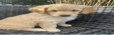 Goldendoodle Puppy 9