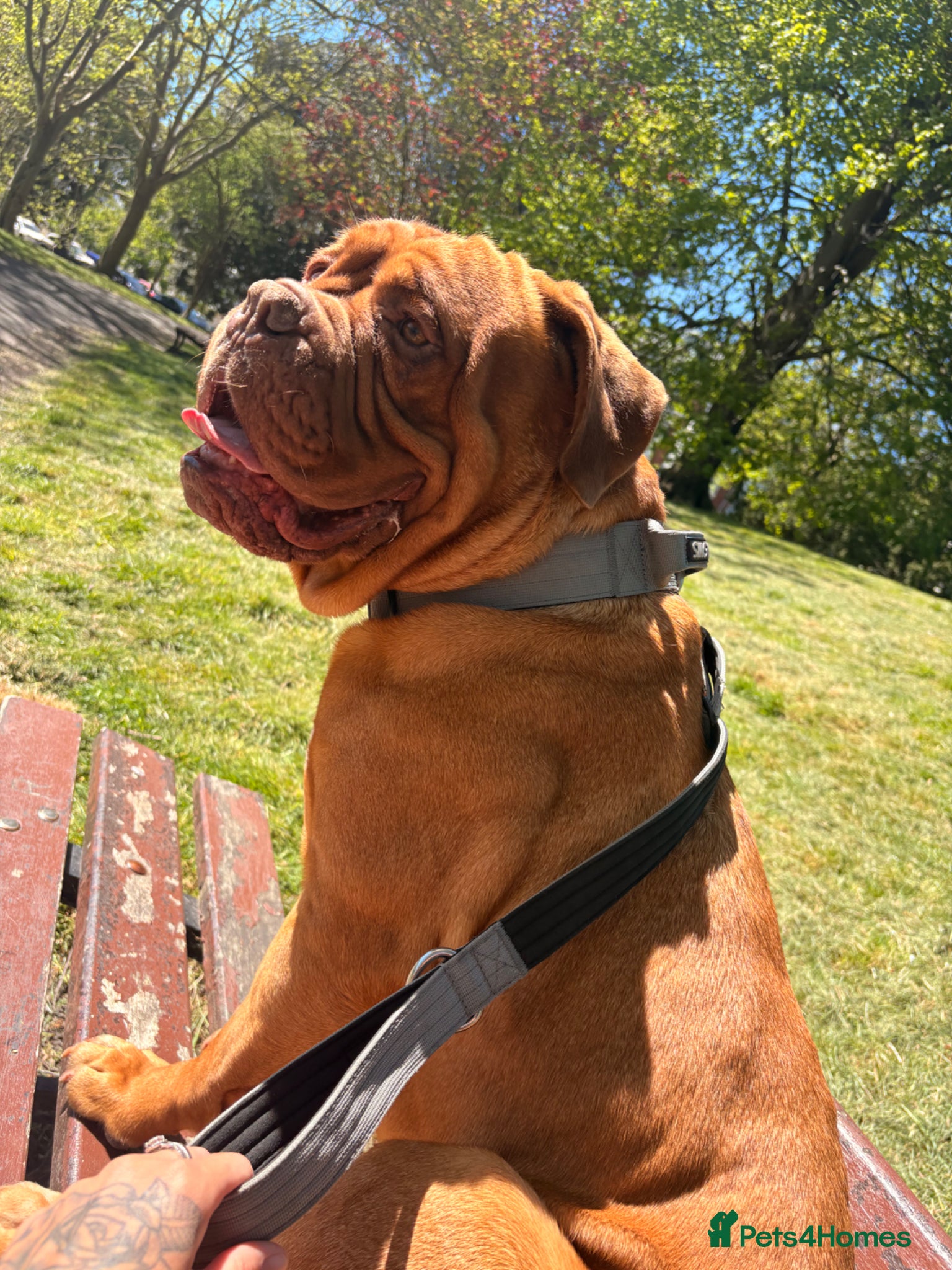 Dogue De Bordeaux dogs for sale: Ronnie  - Advert 4
