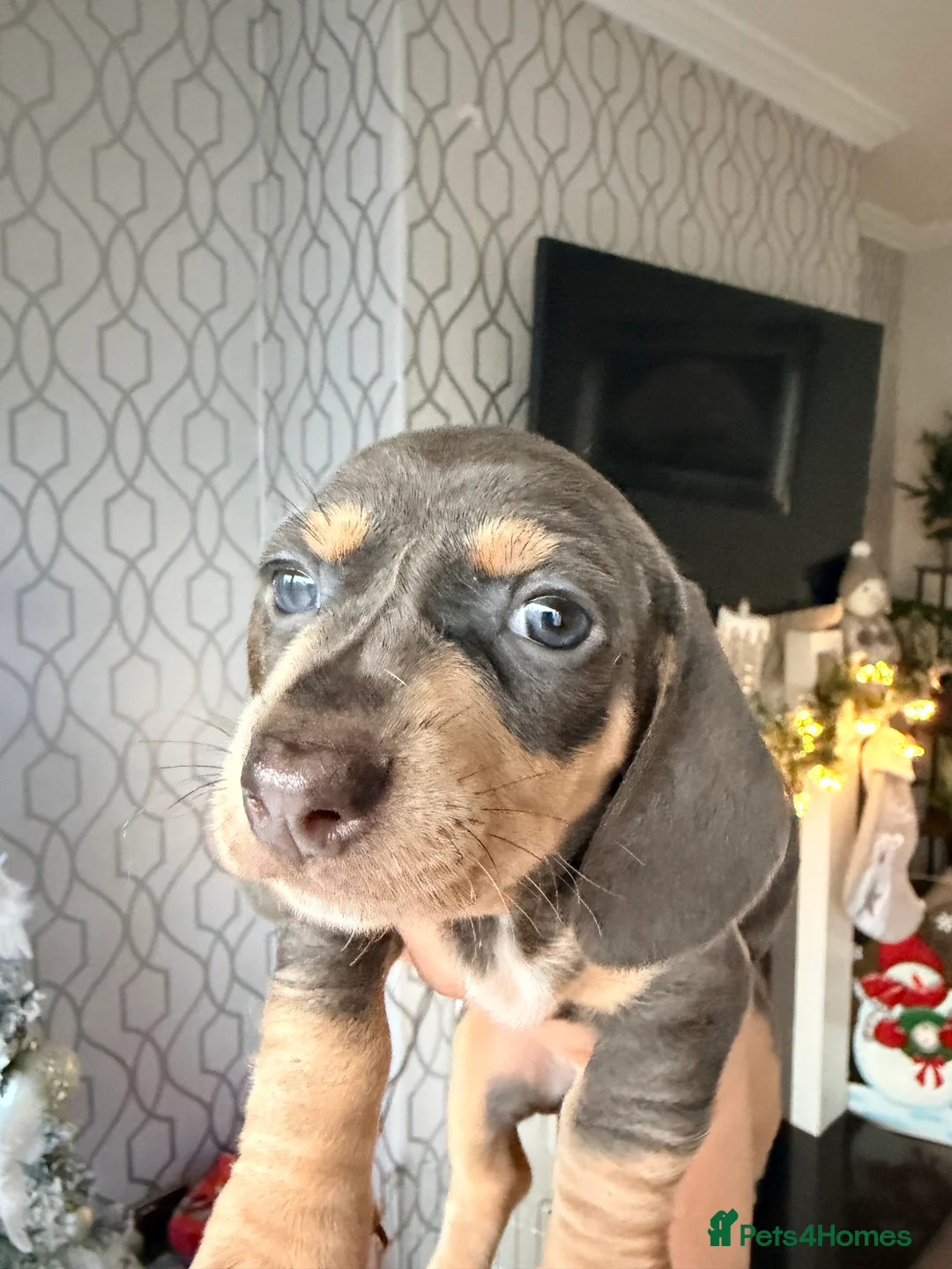 Dachshund dogs for sale:  Family dogs first puppies - stunning Dachshunds  - Advert 9