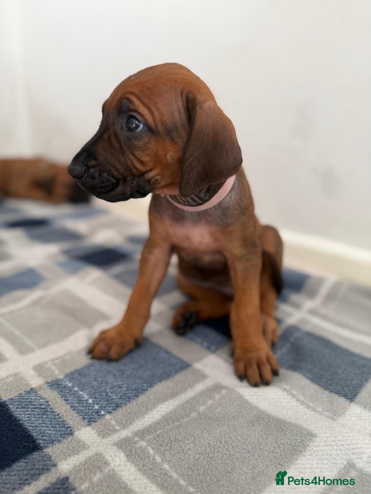 Rhodesian Ridgeback dogs for sale: Stunning KC Registered Rhodesian Ridgeback Puppies - Advert 34