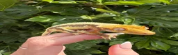 Gecko reptiles for sale: Lily white crested gecko  - Advert 1