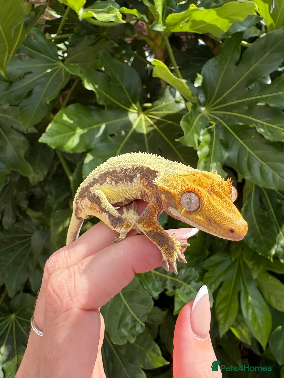 Gecko reptiles for sale: Lily white crested gecko  - Advert 1