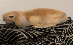 Mini Lop rabbits for sale: Beautiful Mini Lop Rabbits  - Image 15