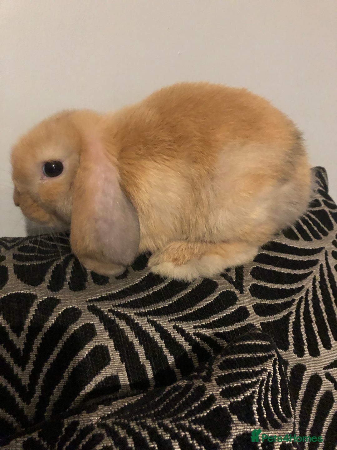 Mini Lop rabbits for sale: Beautiful Mini Lop Rabbits  - Image 15