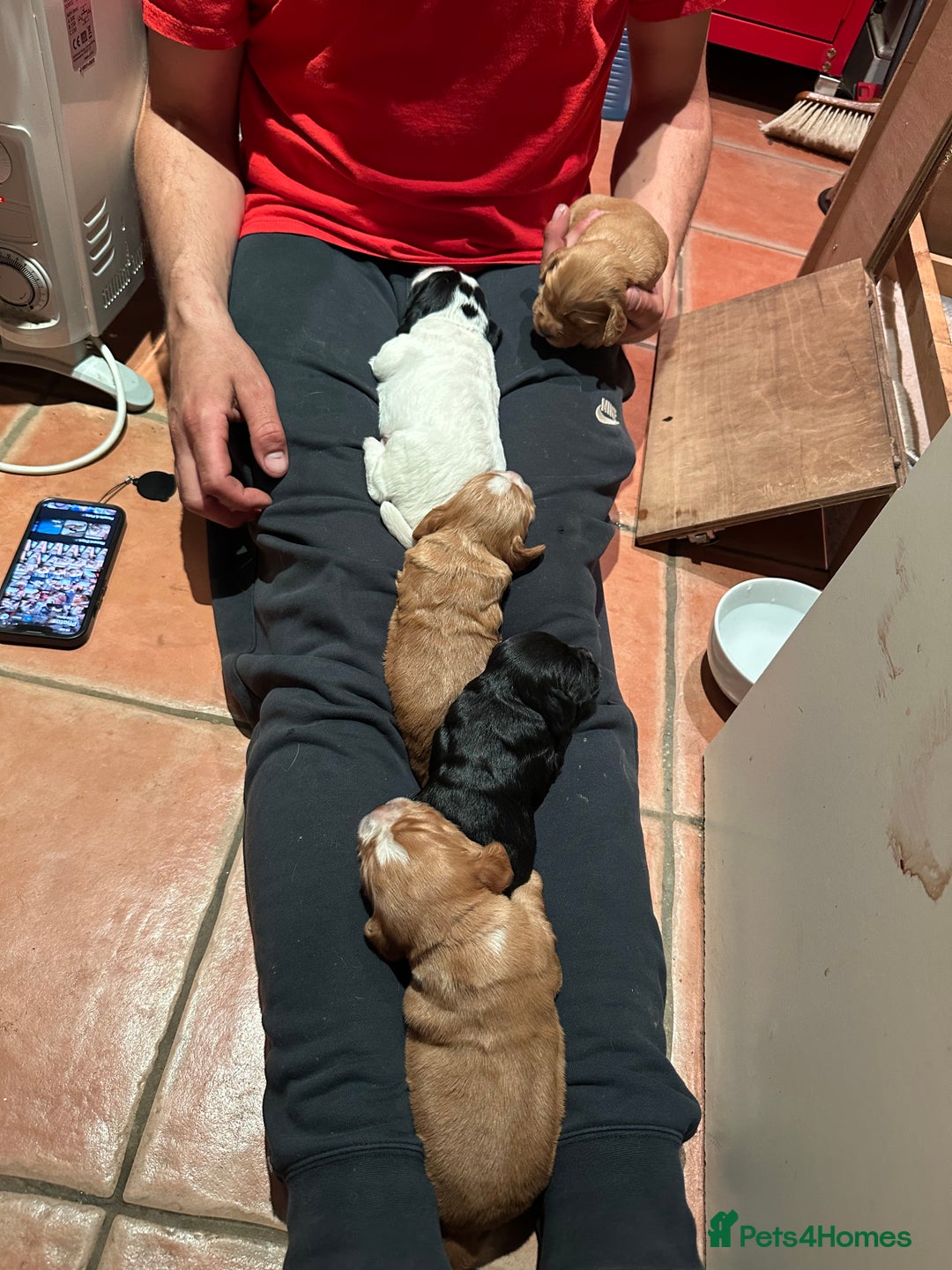 Cocker Spaniel dogs for sale: Working cocker spaniel puppies for sale - Advert 9