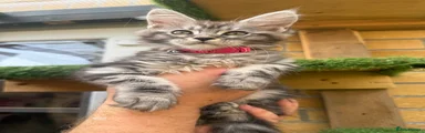 Pink bell collar kitten