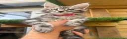 Maine Coon cats for sale: Black smoke Maine coon kittens champion blood line - Advert 11