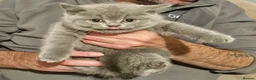 British Shorthair cats for sale: Stunning Full pedigree BSH KITTENS ( GCCF REG )  - Advert 10