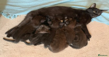 Domestic Shorthair cats - Advert 15