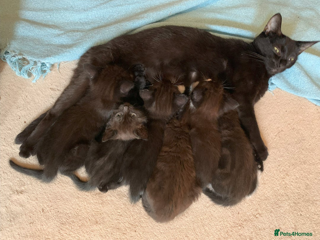 Domestic Shorthair cats for sale: Kittens - 2 boys and 3 girls - Image 2