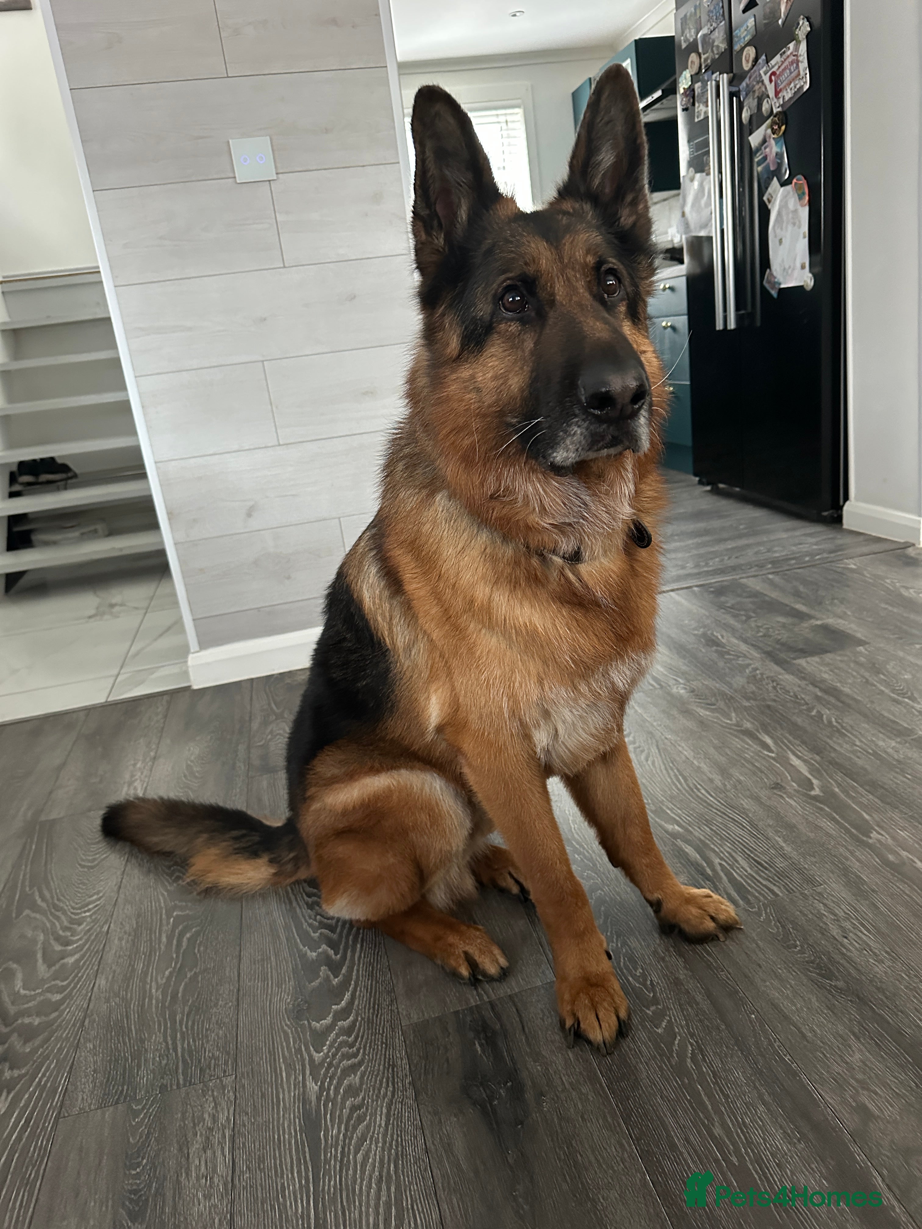 German Shepherd dogs German Shepherd - Advert 2