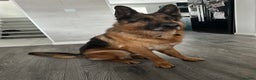 German Shepherd dogs for sale: German Shepherd - Advert 1