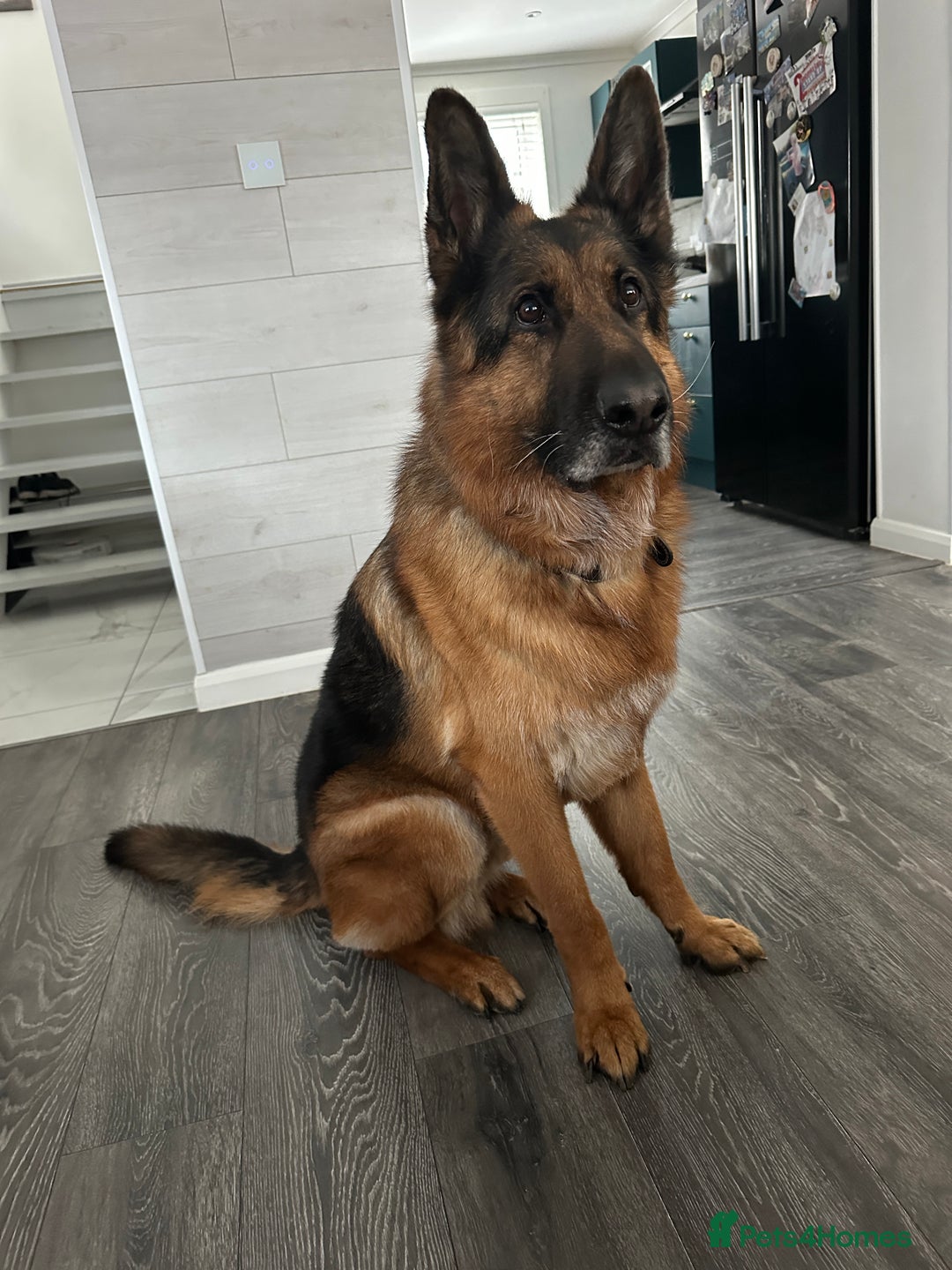 German Shepherd dogs for sale: German Shepherd - Advert 1