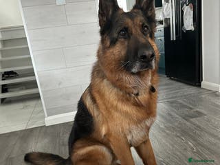 German Shepherd dogs German Shepherd - Advert 2