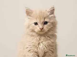 Mixed Breed cats 3 kittens - Advert 4