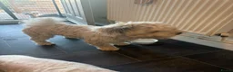 Mixed Breed dogs for sale: Dogs  - Advert 6