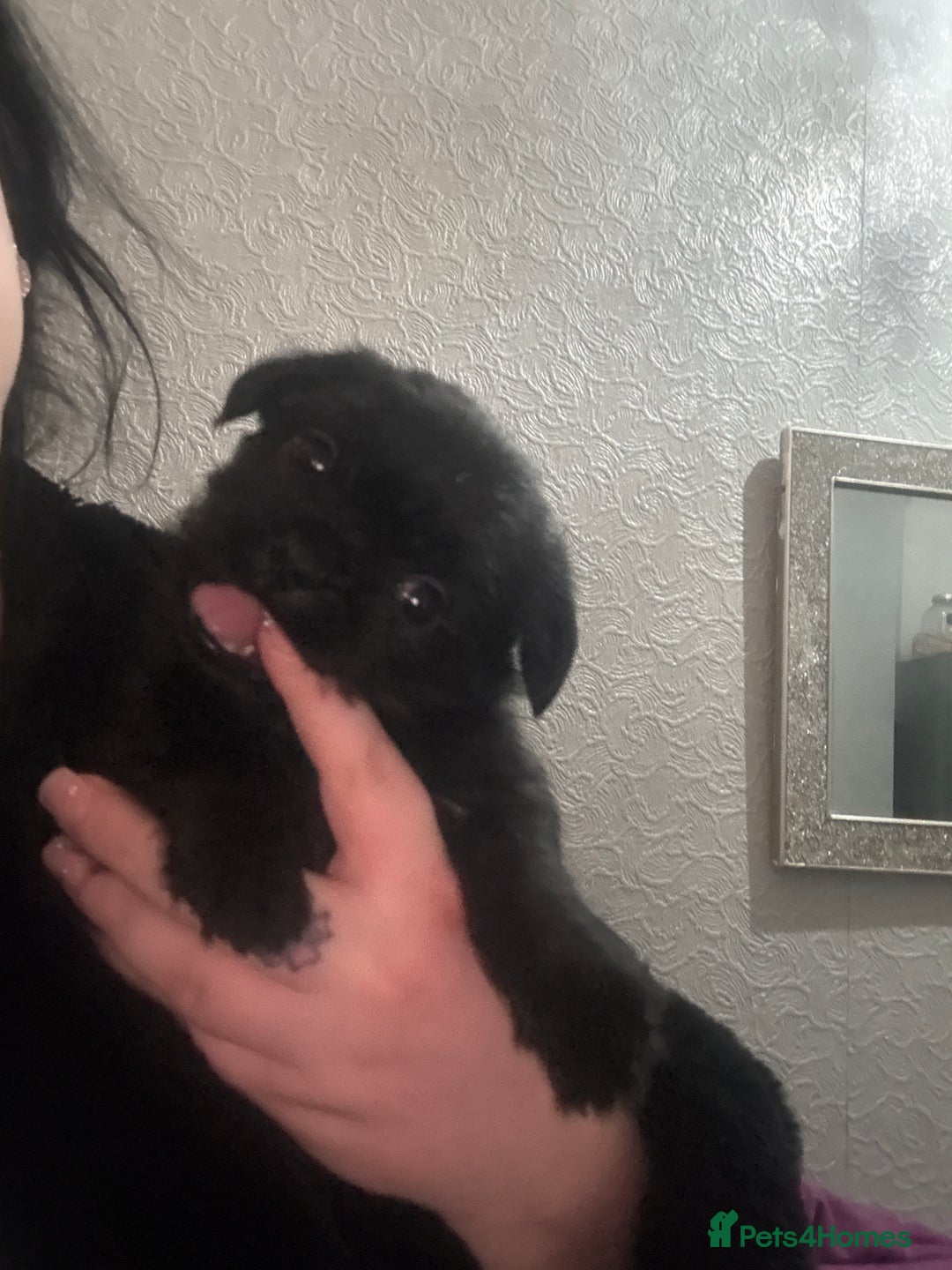 Mixed Breed dogs for sale: Pug cross shihtzu puppies for sale  - Advert 5