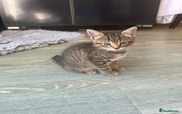Bengal cats for sale: Bengal cross tabby’s  - Image 3