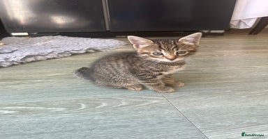 Bengal cats - Advert 5