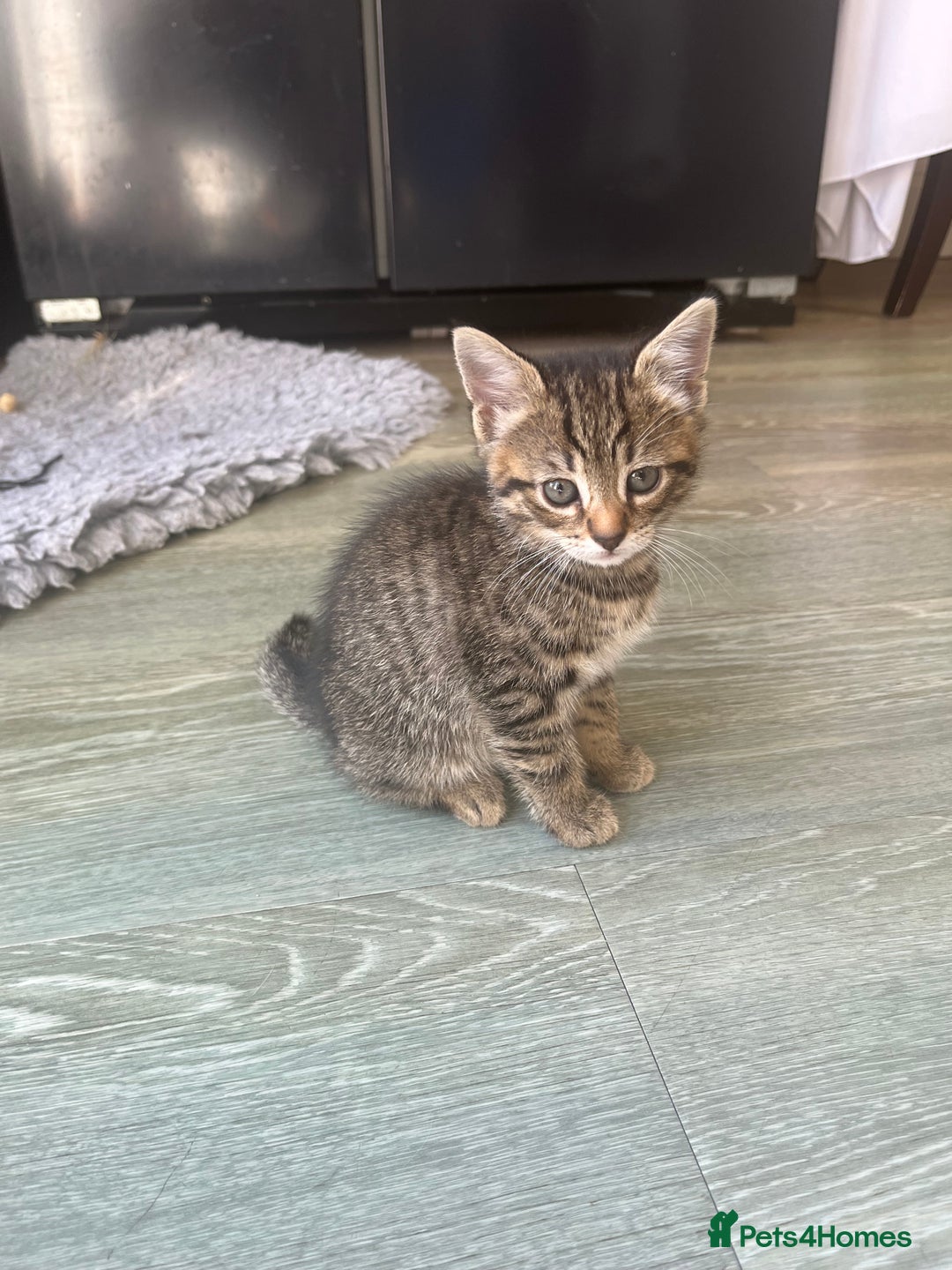 Bengal cats for sale: Bengal cross tabby’s  - Image 3