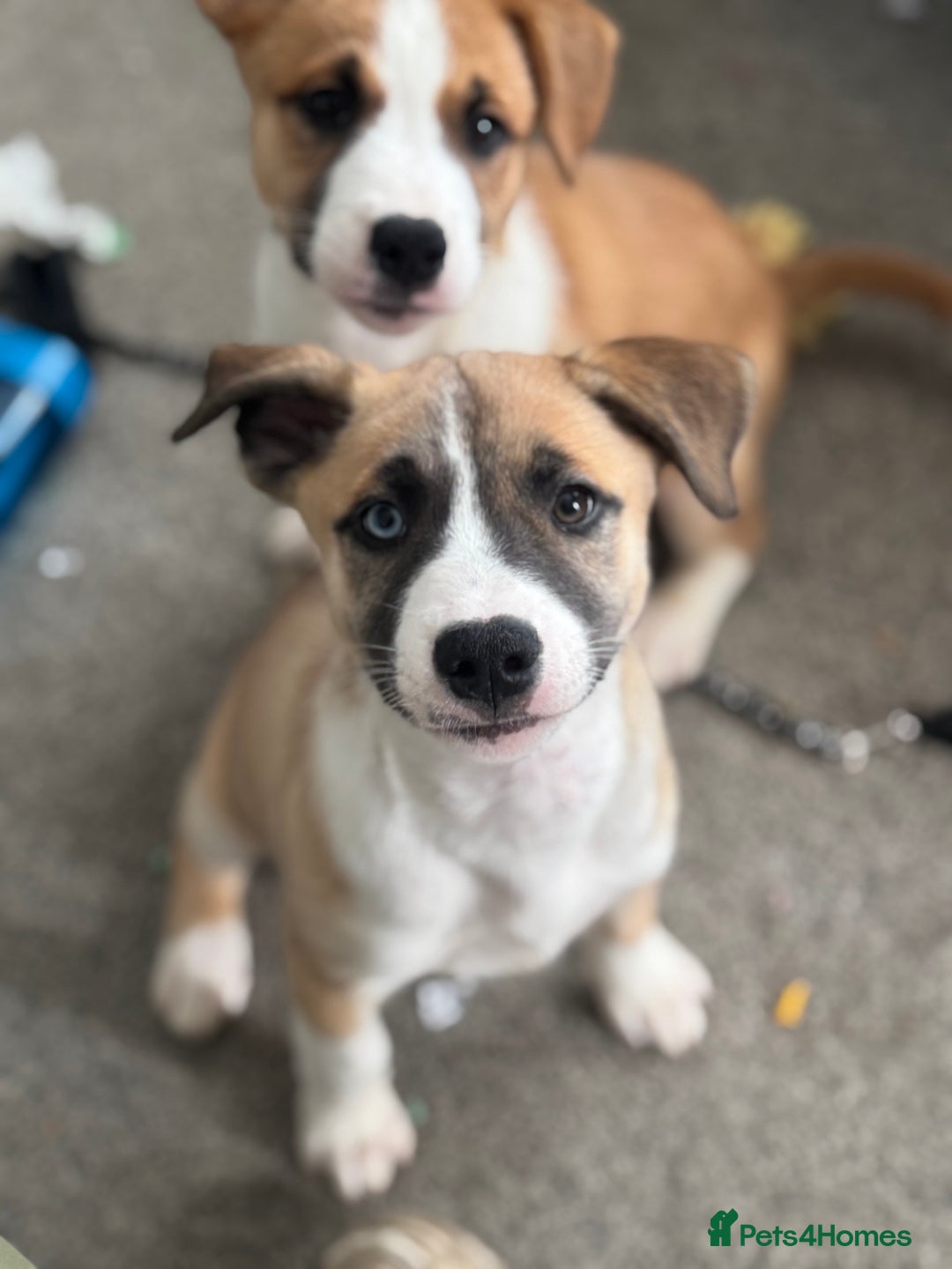 Mixed Breed dogs for sale: Staff x Husky Pup - Image 14