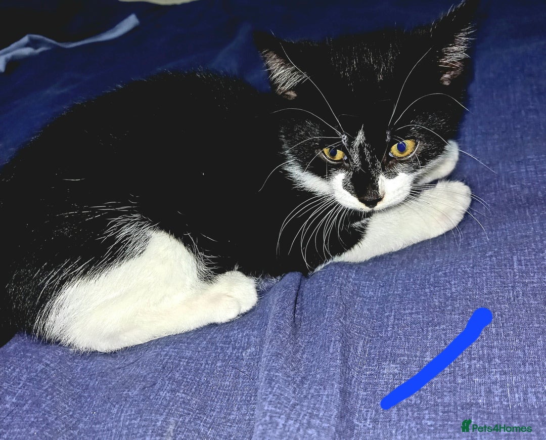 Mixed Breed cats for sale: 4 Beautiful Kittens - Image 10