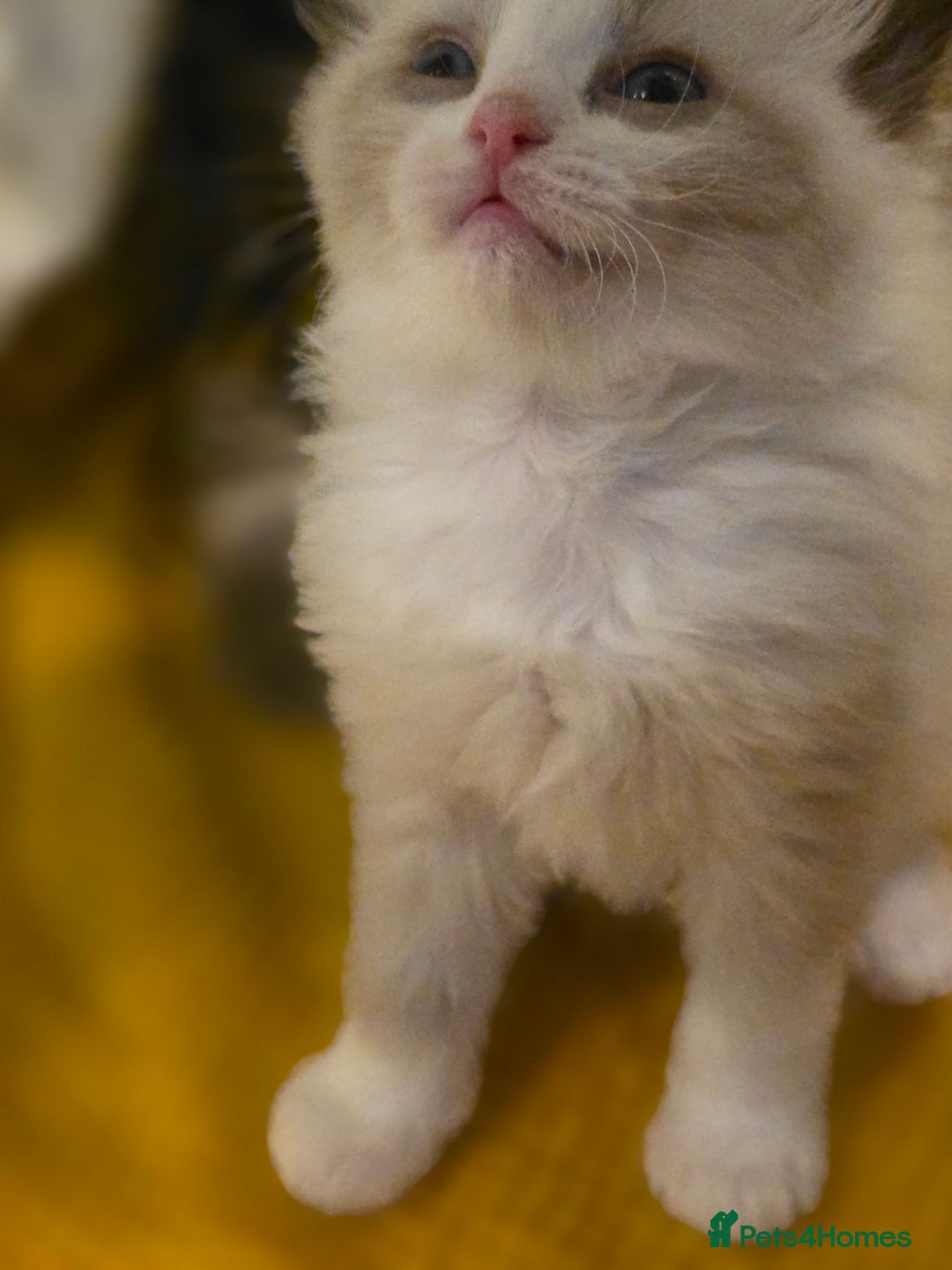 Ragdoll cats for sale: 4 pure ragdolls. 21st of Dec Reservation taken now - Advert 8